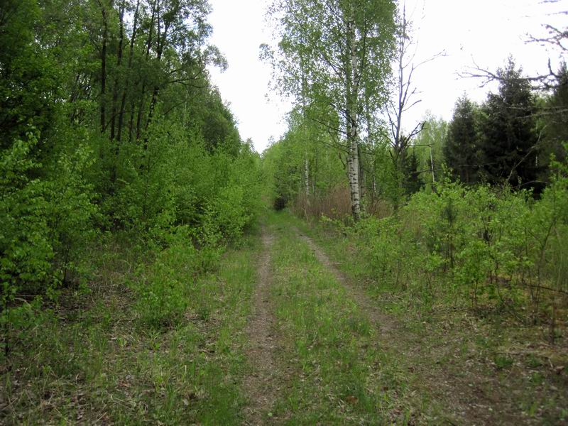 Красивая дорога через Олений лес