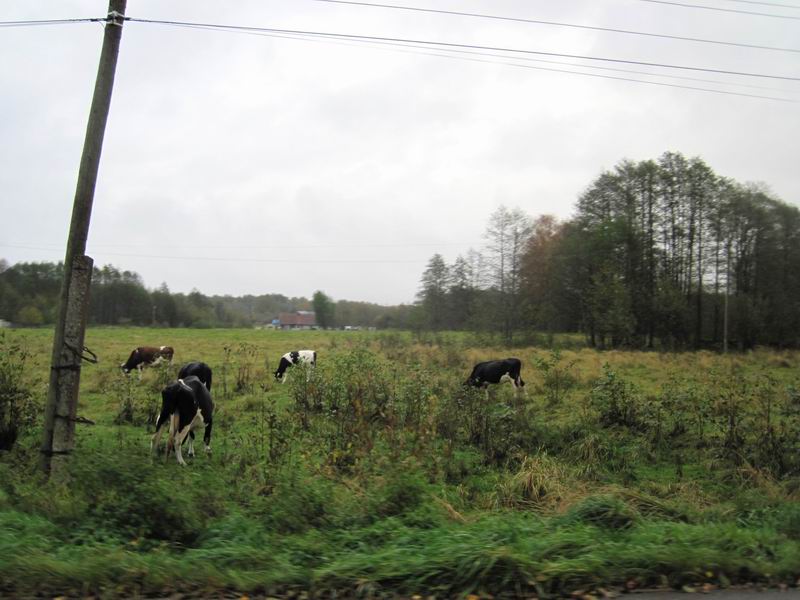 Коровы пасутся