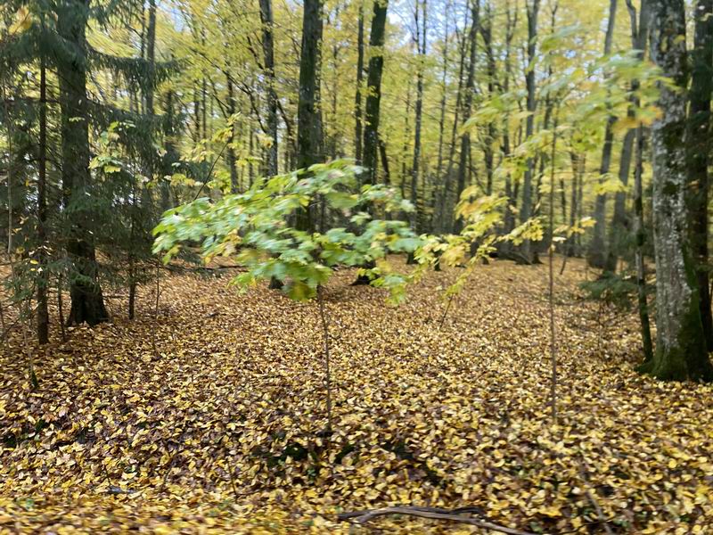 Осенний лес