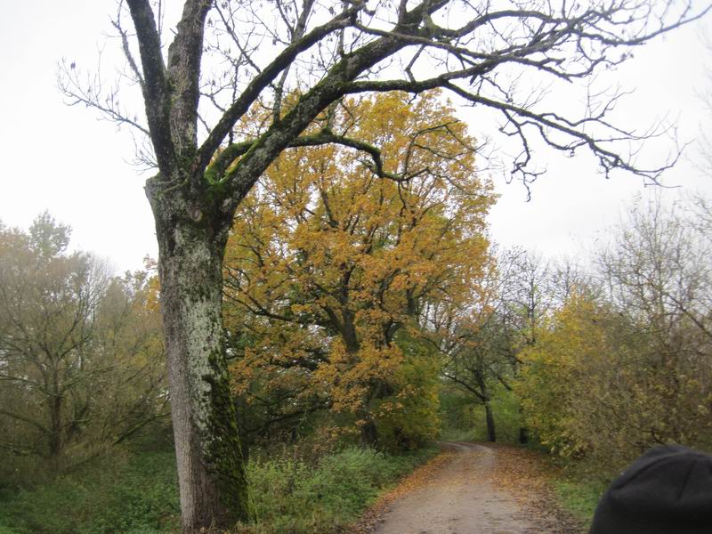 Осенняя дорога