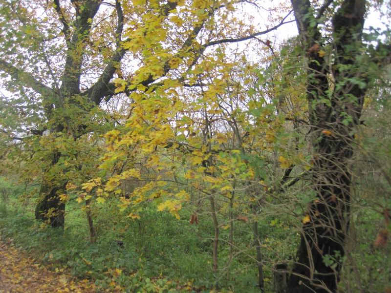 Жёлтые листья