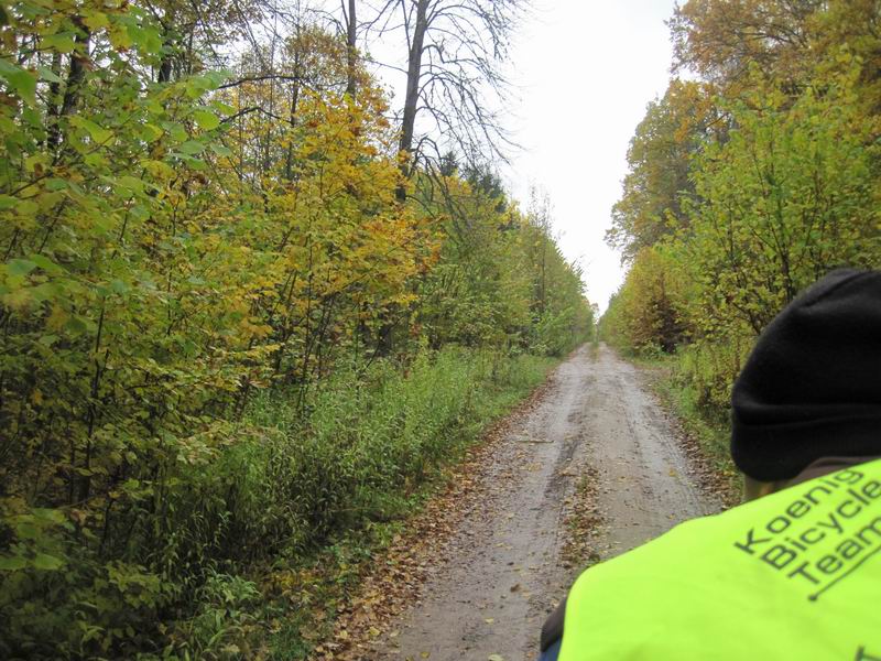 Едем по лесу