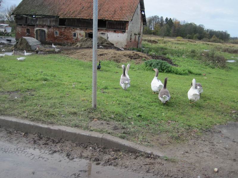 Гуси в Лазарево