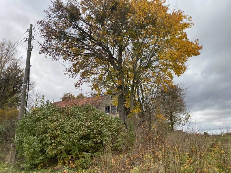 Дом в кустах