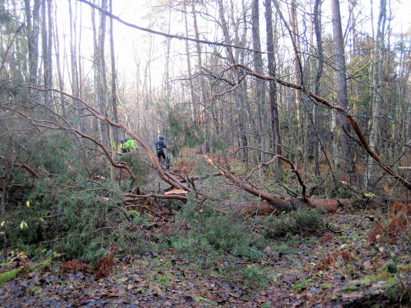 Дорога с элементами бурелома