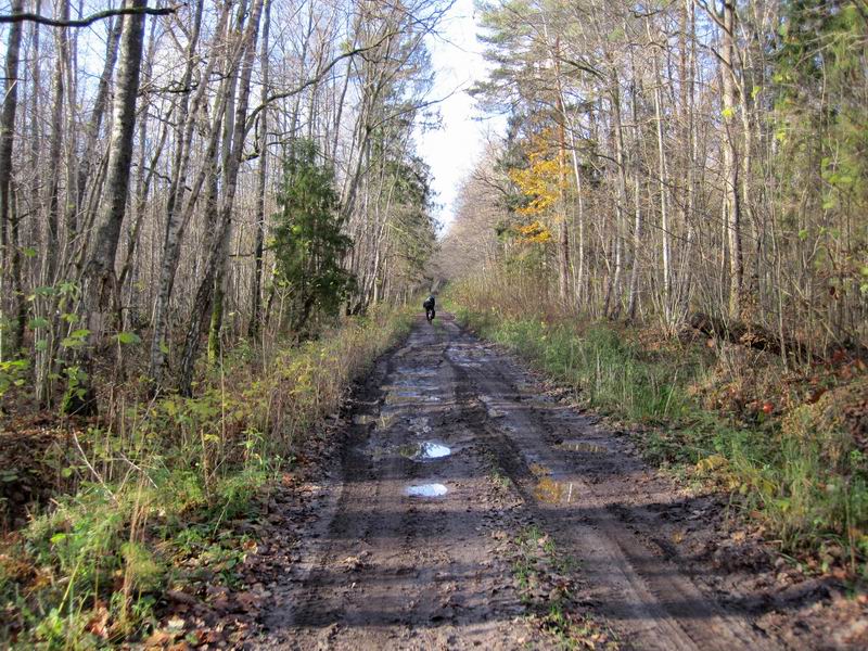 Дорога через Светлогорский лес