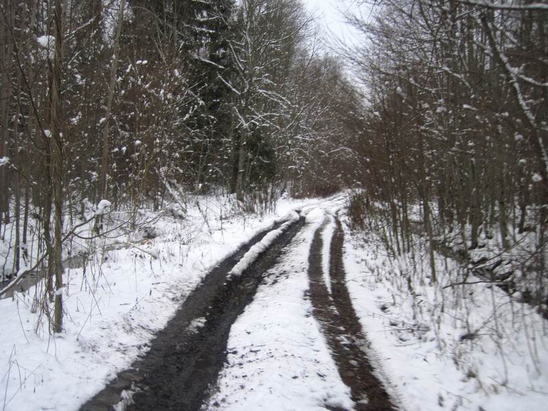 Въехали в Полесский лес