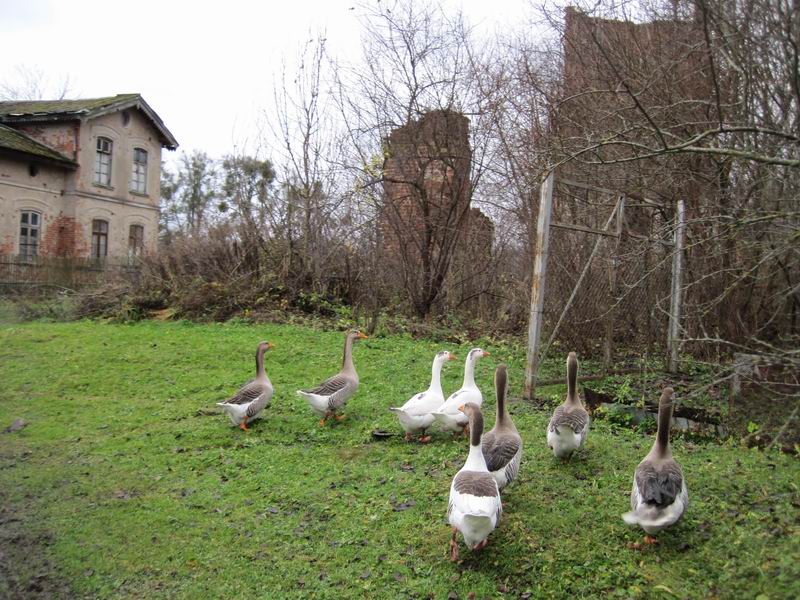 Гуси в Славском