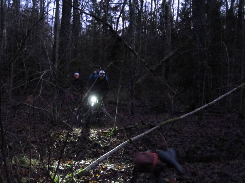 В лесных едренях