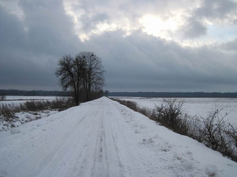 Хмурое небо над лесом Головенским