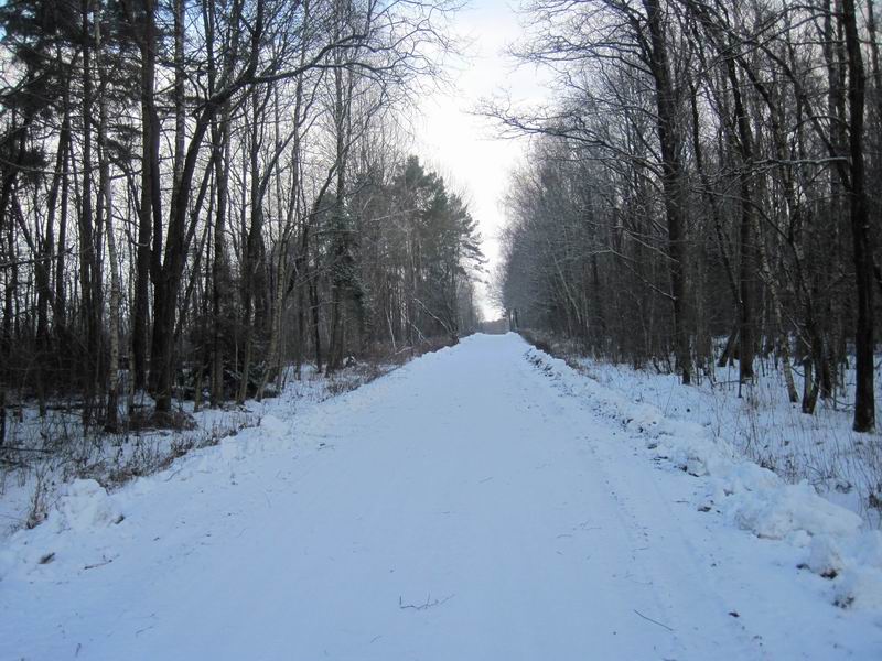 Участок по опушке леса