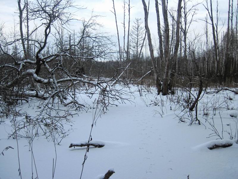 Замёрзшее болото