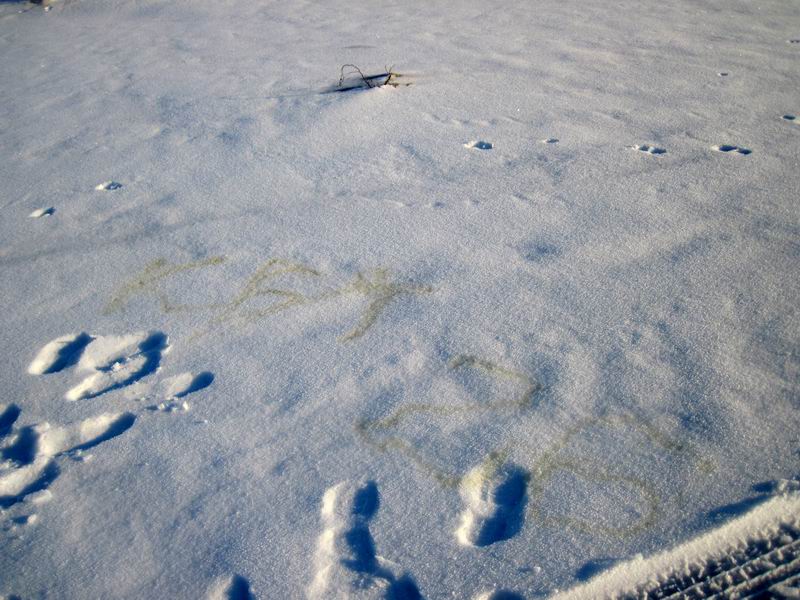 Оставили надпись на память