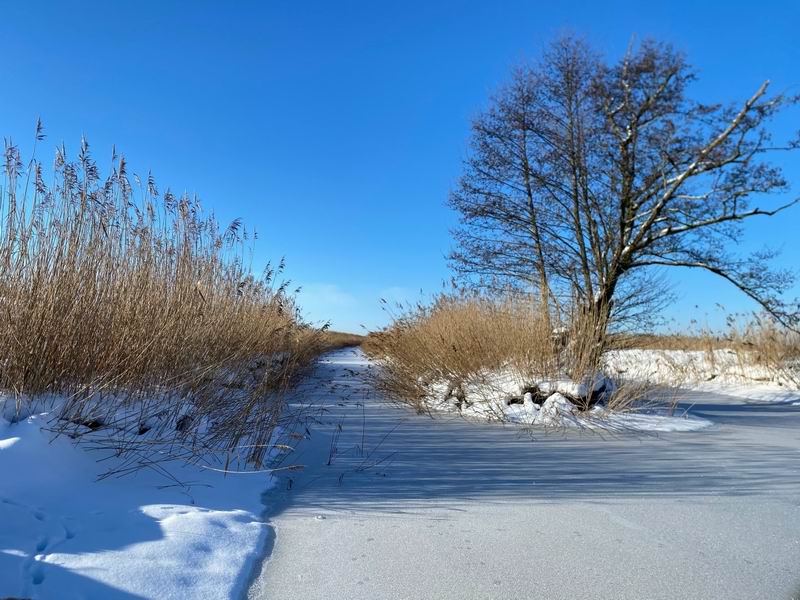 Орг тестит лёд