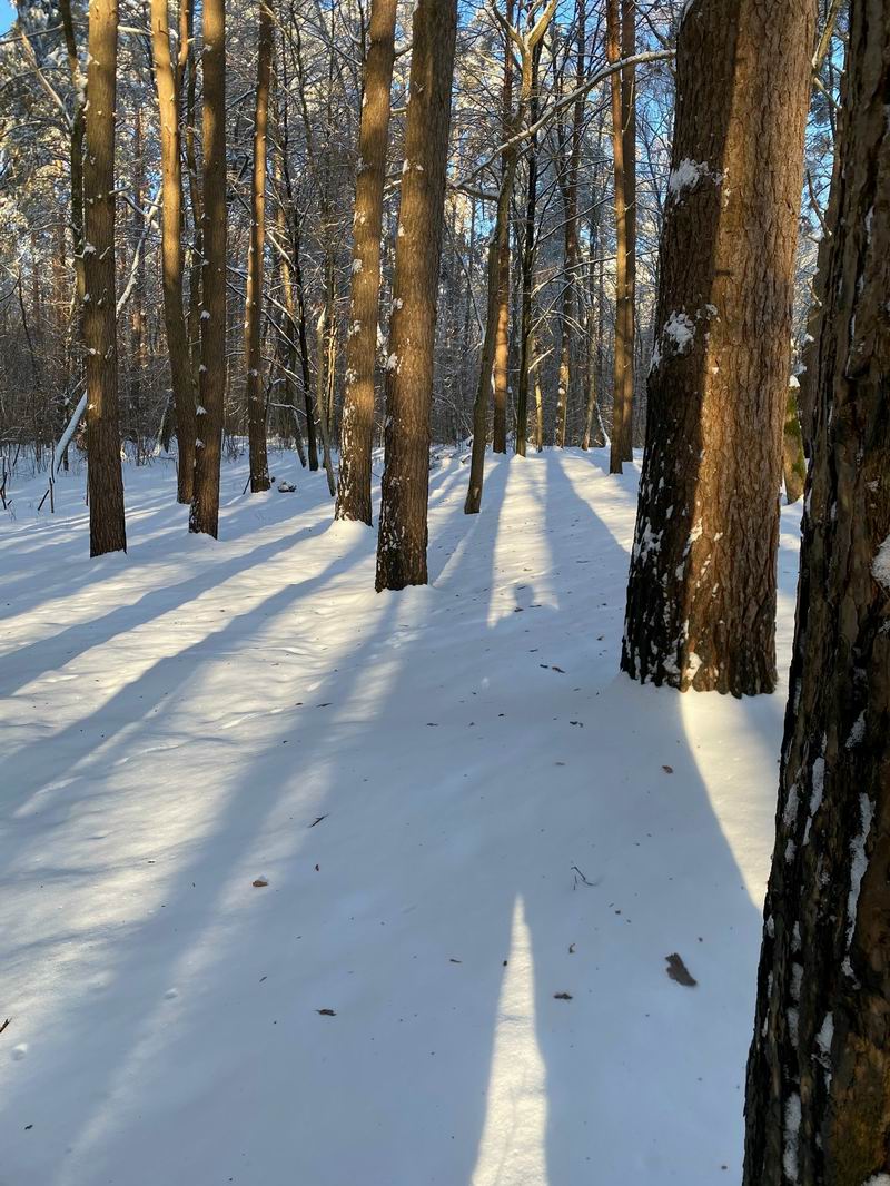 Медитация в лесу