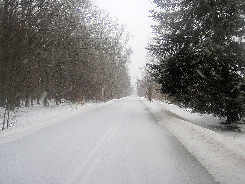 Въехал по ней в Полесский лес