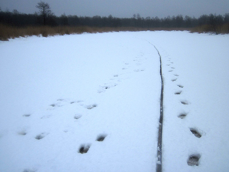 Следы лосей на льду Тимбера