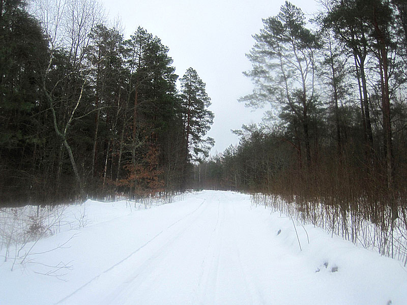 По Гастелловскому лесу уже можно нормально ехать