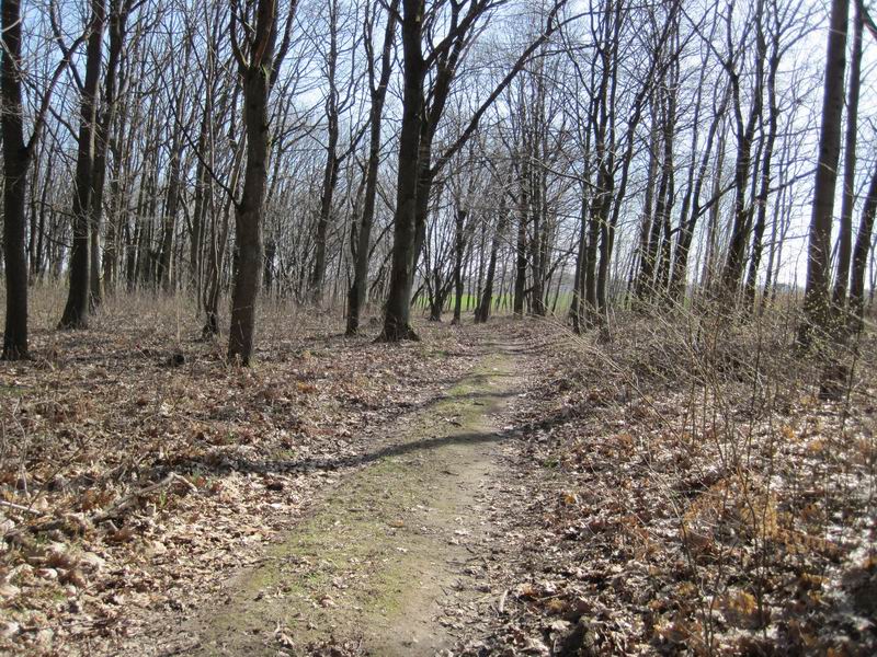 Тропинка в лесу