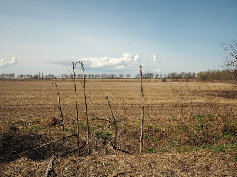 Пейзаж с засохшим борщевиком