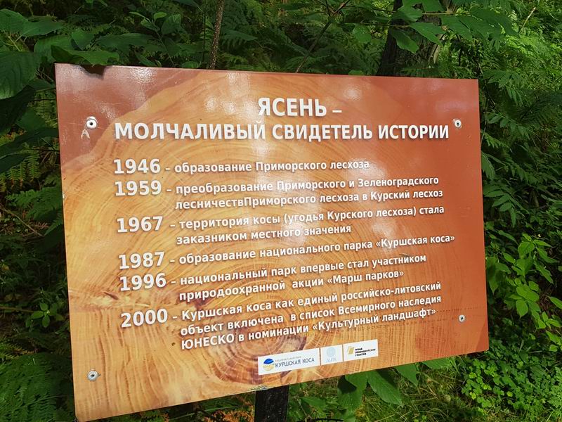 Ясень - молчаливый свидетель истории