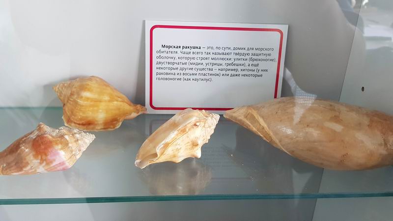 Ракушки всякие